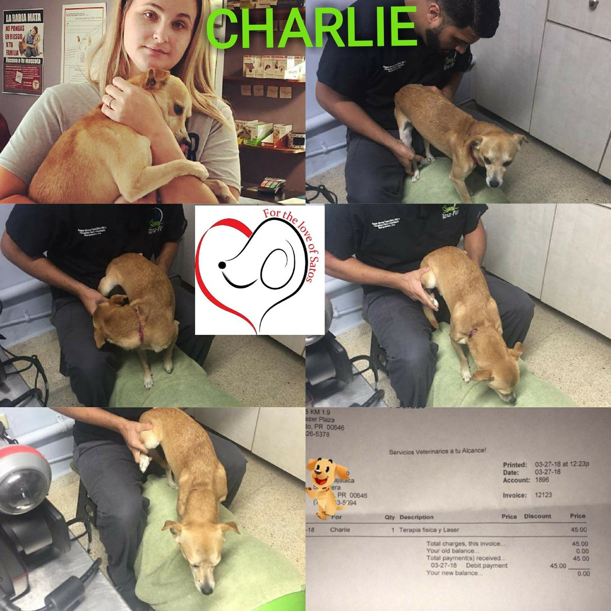 #FortheLoveofSatos After many months of healing from Hip surgery. #StreetsNeverAgain CHARLIE was able to travel 5/18/18 to find his forever home. First picture is the most recent, from his Foster family's home in 🇺🇸
DONATE
PayPal
Sumergrl61@aol.com
facebook.com/ForTheLoveOfSa…