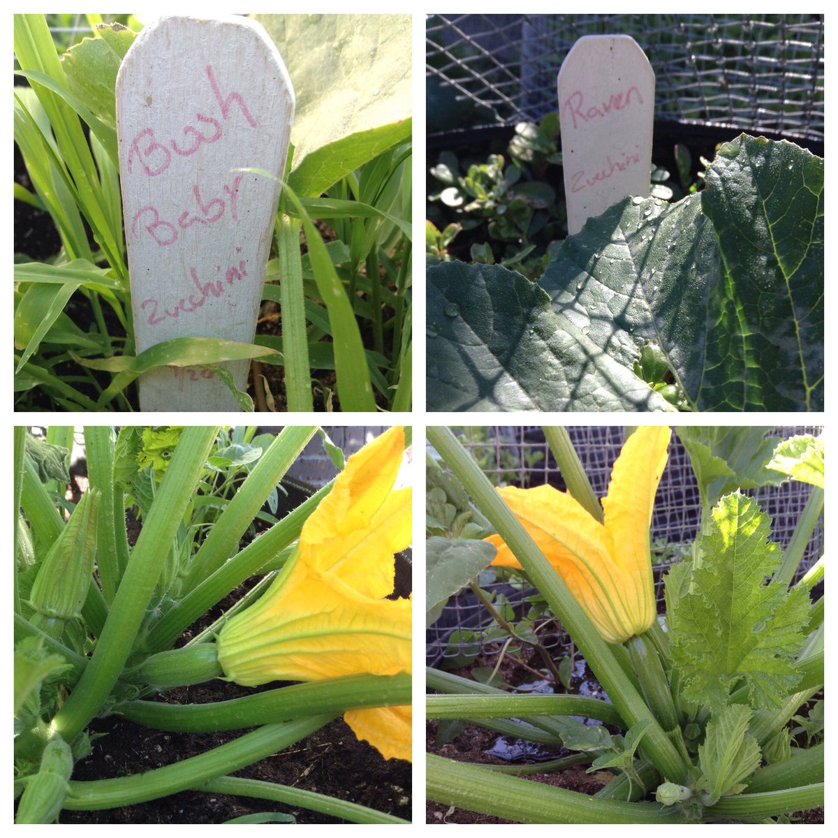 vintage1978's tweet photo. looking good🌱🌻 😀#Garden #Gardening #Jardin #Vegan #Vegano #Vegetal #Vegetable #Squash #calabacita #Delicious #spring #highdesert #veganlifestyle #urbangardener #fruitful #ravenzucchini #bushbaby #kitchengarden #organic #fromseed #sunday @JohnnySeeds https://t.co/BJvjjxtgo9