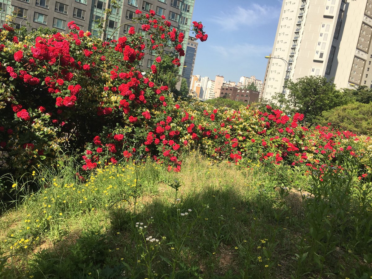 walking_daddy's tweet photo. 다시 출근을 합니다. 고양이가 살고 있는 꽃동산. https://t.co/GrD4eiZXPB
