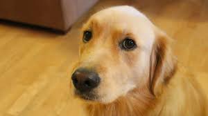 ashleyberges's tweet photo. 8pm CST: Don't miss Elizabeth &amp; Bill Cooper, the Dog Experts, explain how to prevent your dog from becoming #dehydrated. Turn your radio to 570AM or listen online https://t.co/XMsnmNGQep #radio #talkshow #selfhelp #howto #dogexperts #dogs @PrecPawsHealth https://t.co/NjYFf1ziY6