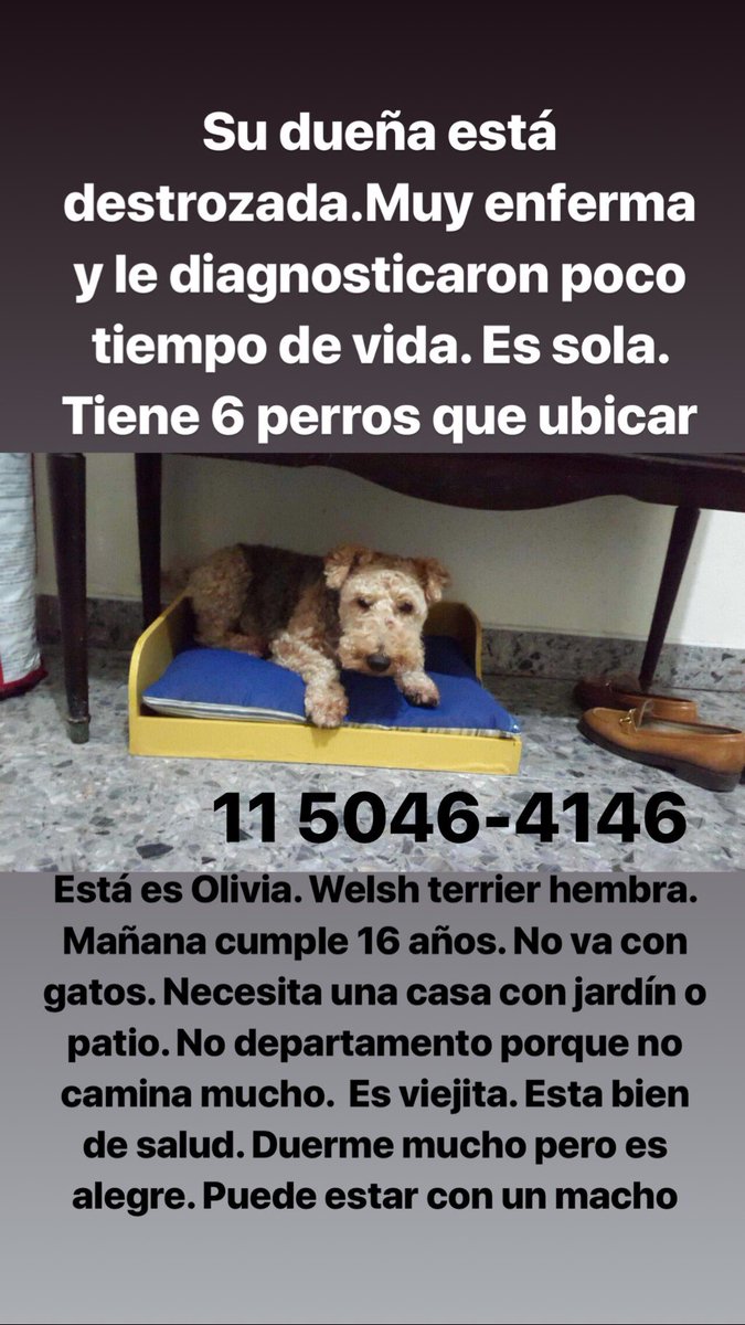 silvinaescudero's tweet photo. Me parte el alma. Adriana está muy muy enferma y le dieron poco tiempo de vida. Es sola y tiene 6 perros que ubicar. Me ayudan porfa. Los voy a publicar de a uno. 11 5046-4146 https://t.co/tANtks2aHe