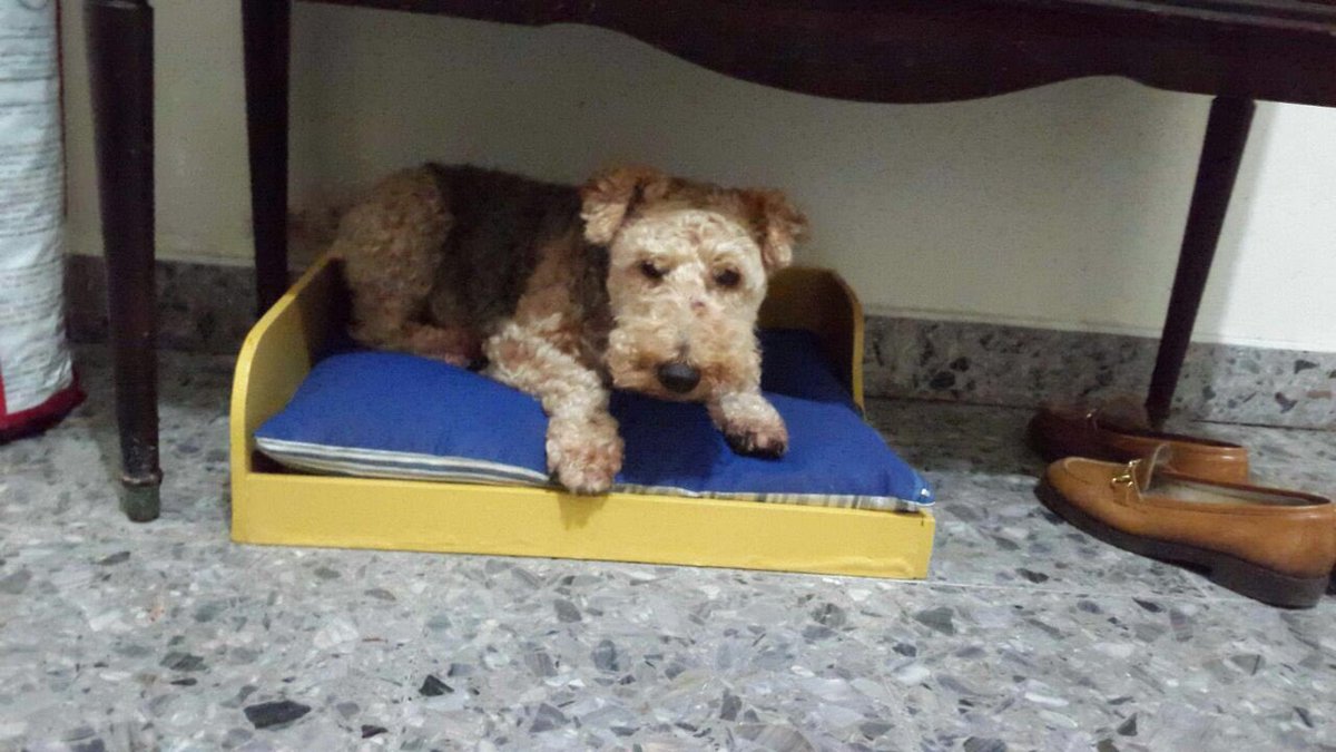 silvinaescudero's tweet photo. Me parte el alma. Adriana está muy muy enferma y le dieron poco tiempo de vida. Es sola y tiene 6 perros que ubicar. Me ayudan porfa. Los voy a publicar de a uno. 11 5046-4146 https://t.co/tANtks2aHe