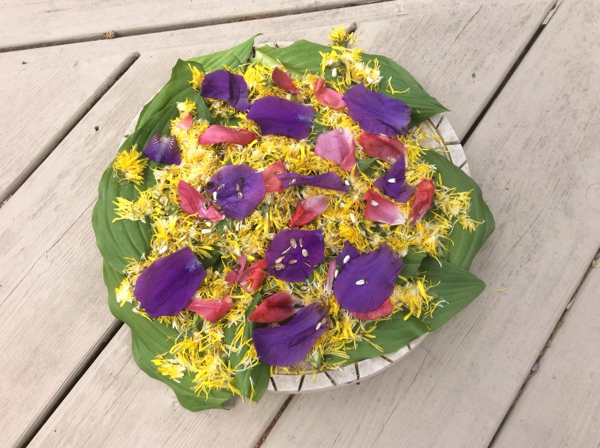morais_josee's tweet photo. Une pizza salade pour les oiseaux et les animaux apparement :) 🐇🐦 https://t.co/UjJA4sTouZ