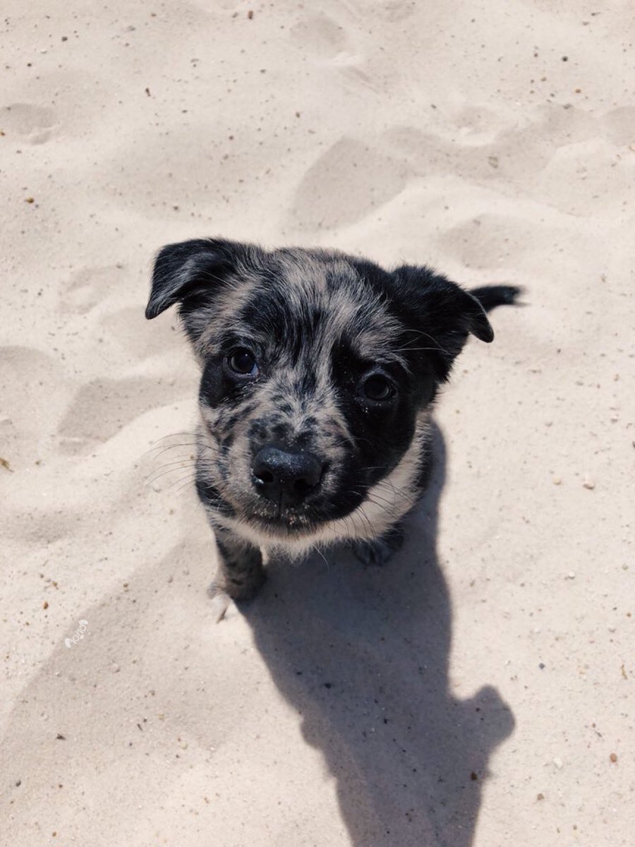 dog_rates tweet picture
