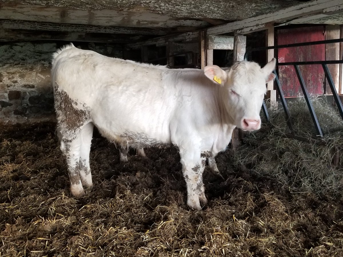 This gal has started to fill out nicely! #ontariobeef #canadiancharolais #beeffarmersofontario