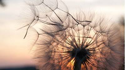 "Sometimes I hear the wind go by; and just to hear the wind pass, it's worth having been born".Fernando Pessoa.