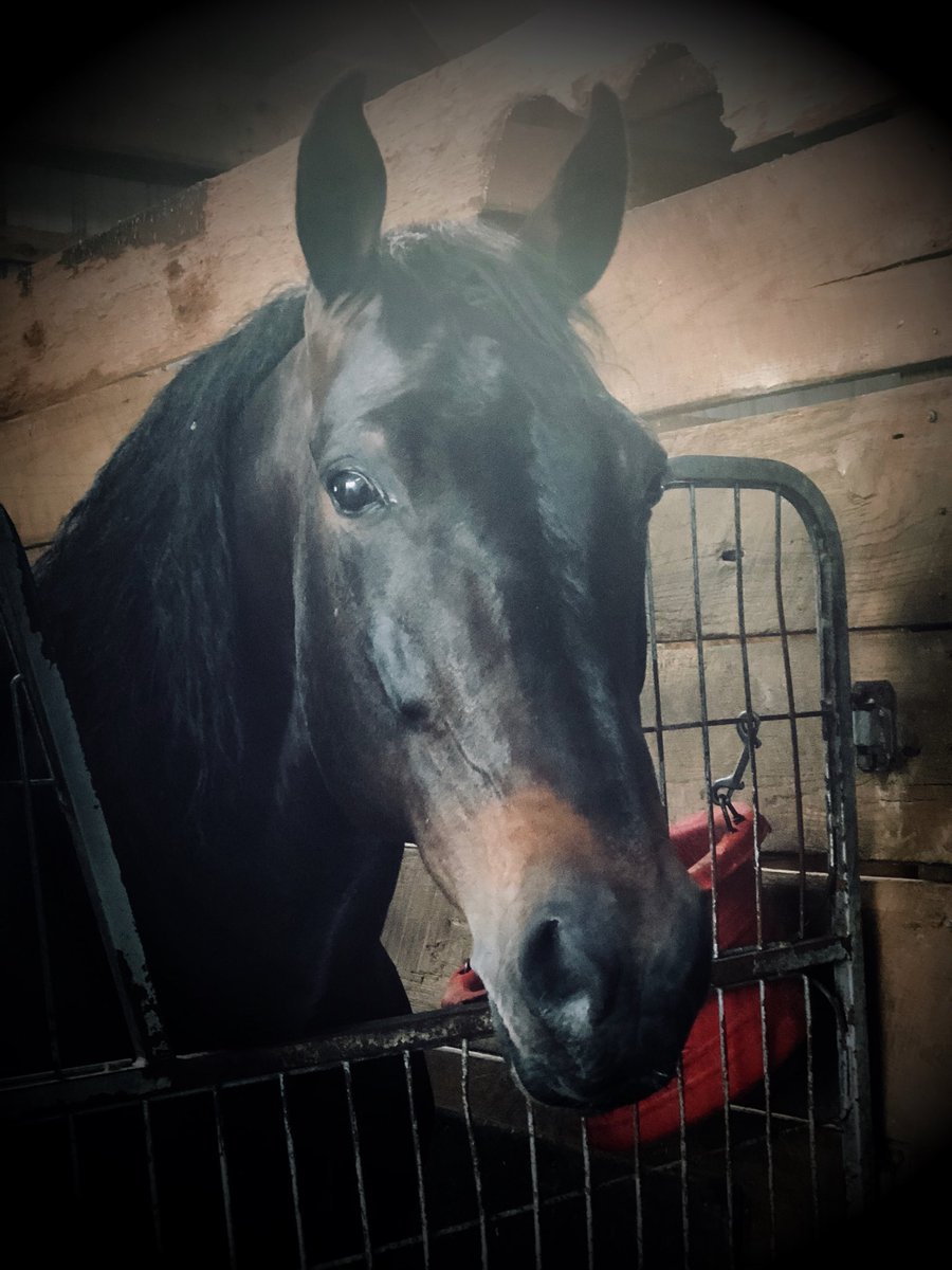 ddracing11's tweet photo. Sending Fearless Diablo up to PEI tomorrow for his new life as a Stallion. Best of luck to him and we will miss him in the barn! @medavis1517  #HarnessRacing #fearlessdiablo https://t.co/C4wqrQovdj