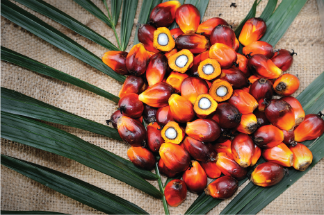 robinelton's tweet photo. Five things you probably didn’t know about Malaysian palm oil—and might have you thinking differently about this common ingredient. #momsmeet #ad https://t.co/MluYpRMMMN https://t.co/3cajG8utED