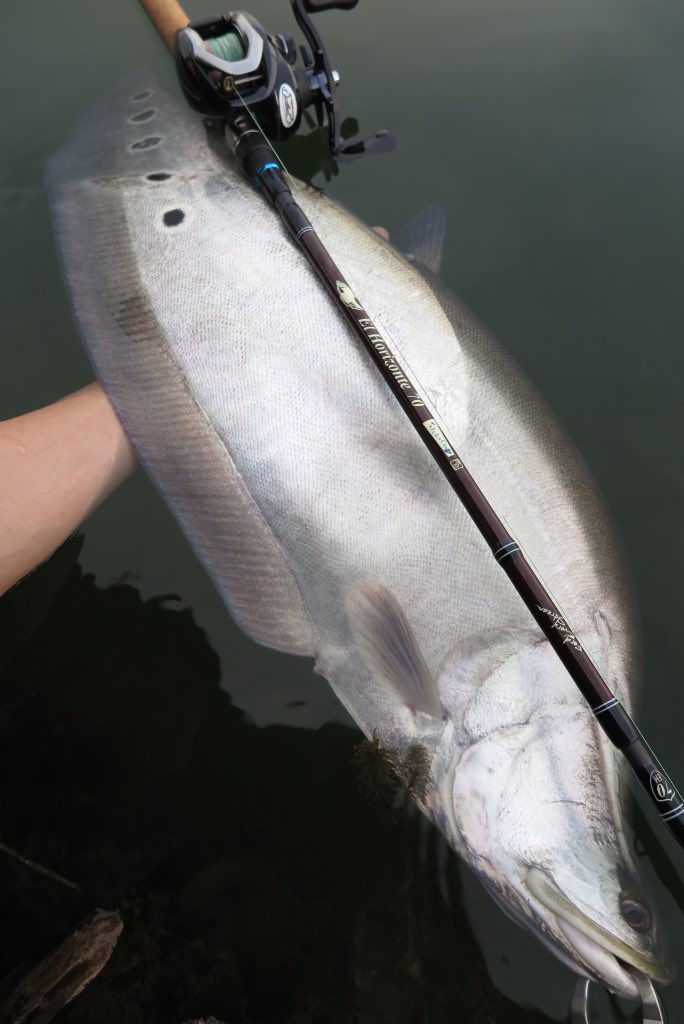 セカマタの前野 Twitterissa スポッテッドナイフフィッシュ めちゃくちゃ釣りたかった魚 こんなにカッコいい魚をこの手で釣ることが出来るなんて 幸せ 次は七つ星の個体を釣りたいなー セカマタの前野 Twitterissa スポッテッドナイフフィッシュ めちゃくちゃ釣りたかった魚 こんなにカッコいい魚をこの手で釣ることが出来るなんて 幸せ 次は七つ星の個体を釣りたいなー