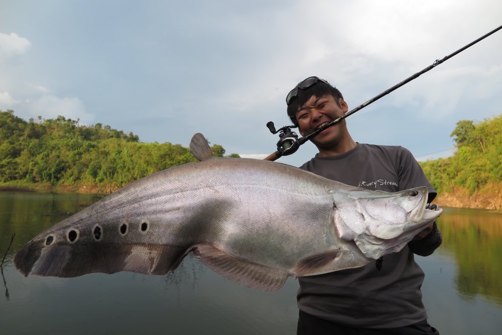 セカマタの前野 Twitterissa スポッテッドナイフフィッシュ めちゃくちゃ釣りたかった魚 こんなにカッコいい魚をこの手で釣ることが出来るなんて 幸せ 次は七つ星の個体を釣りたいなー セカマタの前野 Twitterissa スポッテッドナイフフィッシュ めちゃくちゃ釣りたかった魚 こんなにカッコいい魚をこの手で釣ることが出来るなんて 幸せ 次は七つ星の個体を釣りたいなー