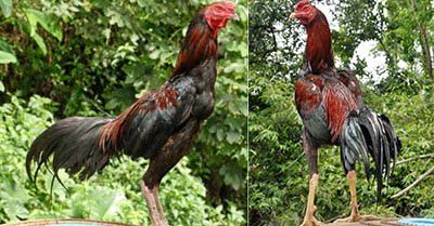 Hobi Ayam Hobiayam88 Twitter