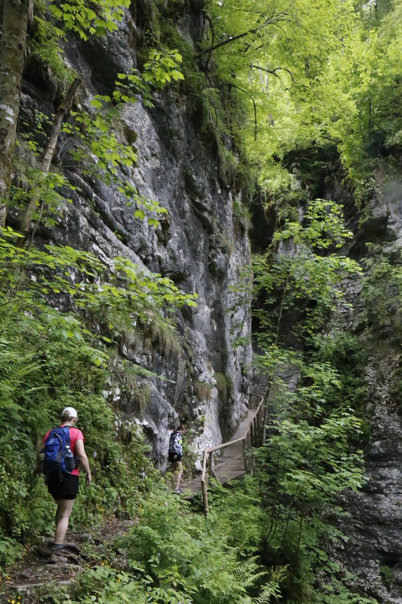 Alpine_Retreat's tweet photo. Visiting the land that time forgot! ‘Pokljuska Soteska’ near Lake Bled.....cliff hugging walkways, giant ferns, and a cave descent. Awesome! https://t.co/Yovr0DdBcr