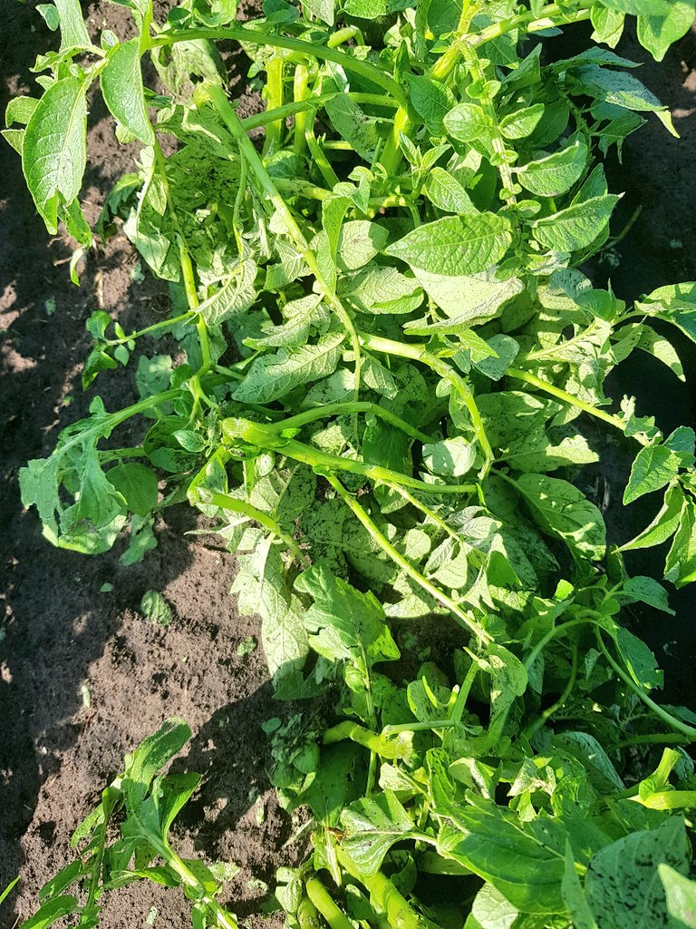 jrdejongodoorn's tweet photo. De hagel heeft behoorlijk huis gehouden in de aardappels. Tot wel 50 procent van de stengels afgebroken. #akker https://t.co/IPJTDK06vv