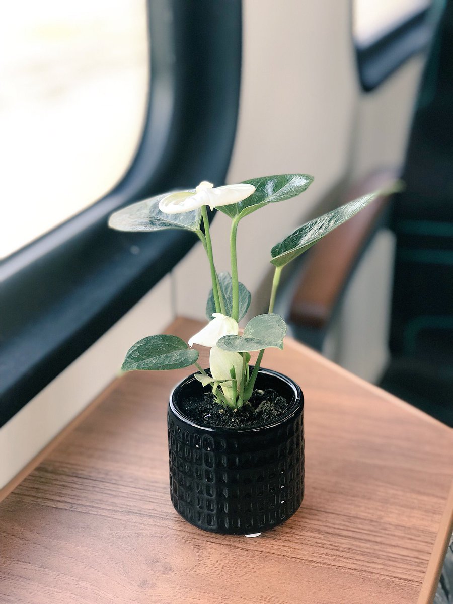 Danke <a href="/KaSchoene/">Katharina Schöne</a> 😊 #gutenMorgenanalle 🎀 #Geschenk #blume #nettegeste #liebvondir 🍀🍓 #hkm #bielefeld #midnightshopping <a href="/Hunkemoller/">Hunkemöller</a>