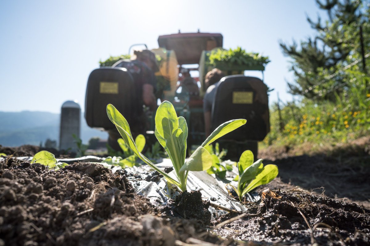 Our #calendula is finally out of the greenhouse and in the soil. We get to hand over our hard work to mother nature. It won't be long before these flowers grow to be waist height and full of bright orange blossoms. #organiccalendula #organicskincare #moonvalleyorganics