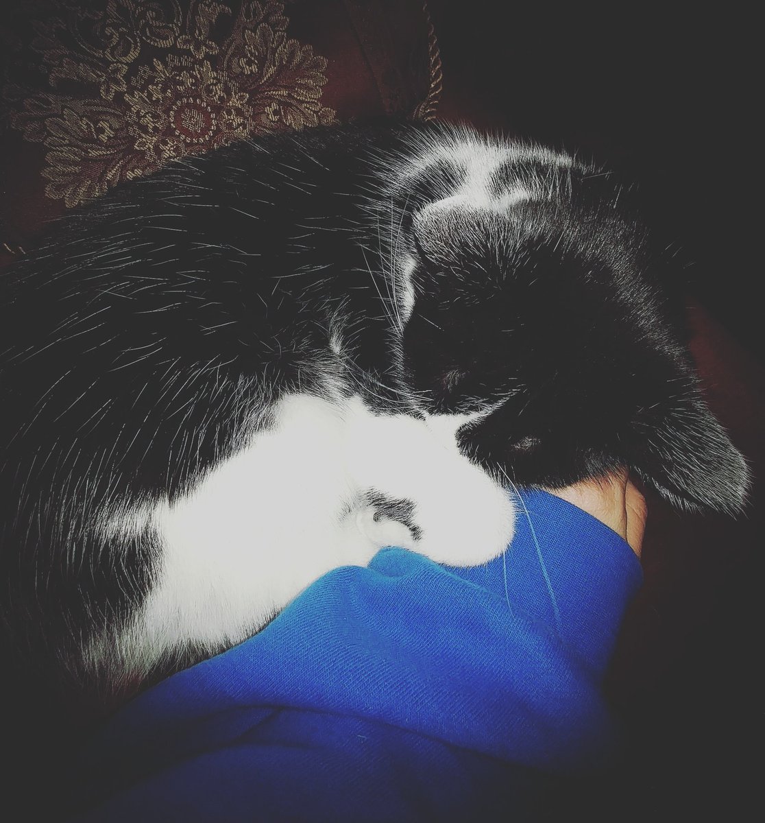 iambeckybunny's tweet photo. The precious love of a kitty #CatsOfTwitter #catsofhalifax https://t.co/63erkP5pDz