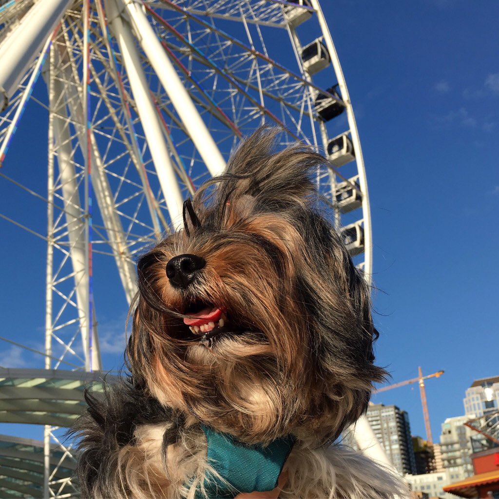 Art is all around, from the skies to the ground, the beauty that surrounds, sometimes doesn't make a sound. #thankful #dogs