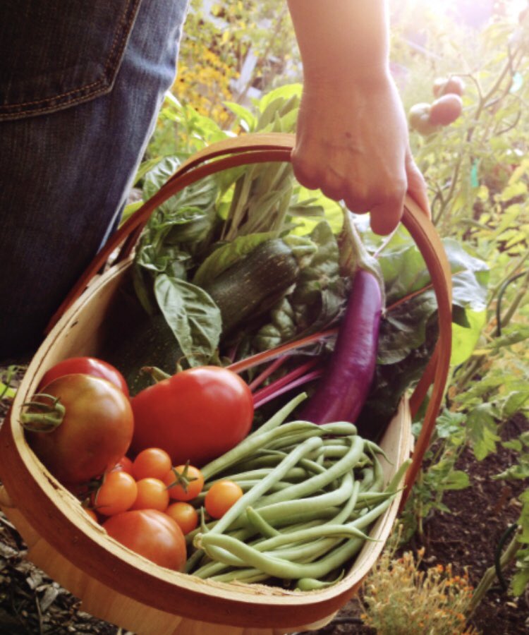 BuddenAndrew's tweet photo. @REAL_Gardens What vegetables could you recommend would be a good idea to plant for a veggie patch that would be looked after and maintain by school students around 9-10 years old ? #UONTeach #FoodSecurity #Sustainability https://t.co/XJrHn1VHnu