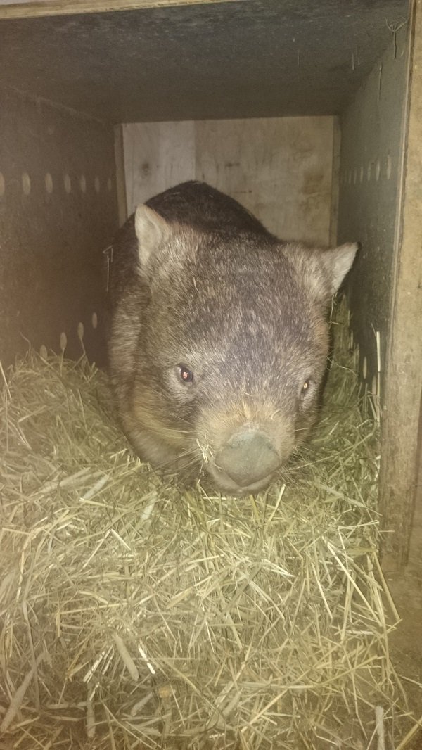 名古屋市東山動植物園 今日は ウォンバットの ウォレス が茶臼山動物園へお引越し 昨日もたくさんの方が会いにしてくれました ありがとうございました T Co 7up8hgrdfe Twitter