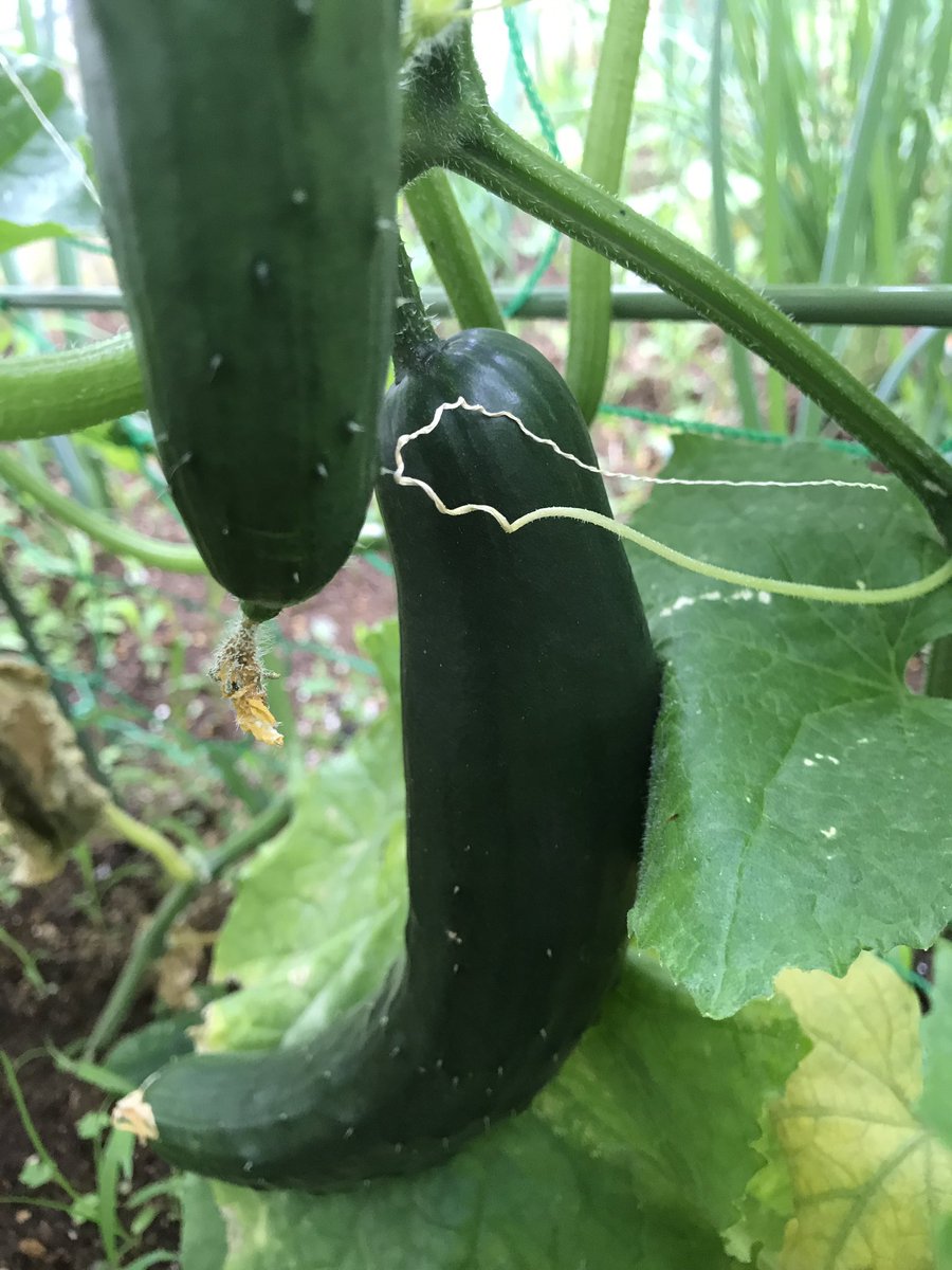 O Xrhsths 虎吉 Sto Twitter 今日も出勤前に 畑仕事 今年は暖かい日が続いているで夏野菜も順調に育ってます トマトは昨年 失敗しちゃいましたが今年はいい感じ 月曜日 夜遊びしましょ 夏野菜 せんげん台uno パチンコ スロット トマト 月曜日から