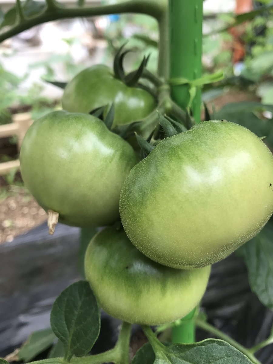 O Xrhsths 虎吉 Sto Twitter 今日も出勤前に 畑仕事 今年は暖かい日が続いているで夏野菜も順調に育ってます トマトは昨年 失敗しちゃいましたが今年はいい感じ 月曜日 夜遊びしましょ 夏野菜 せんげん台uno パチンコ スロット トマト 月曜日から