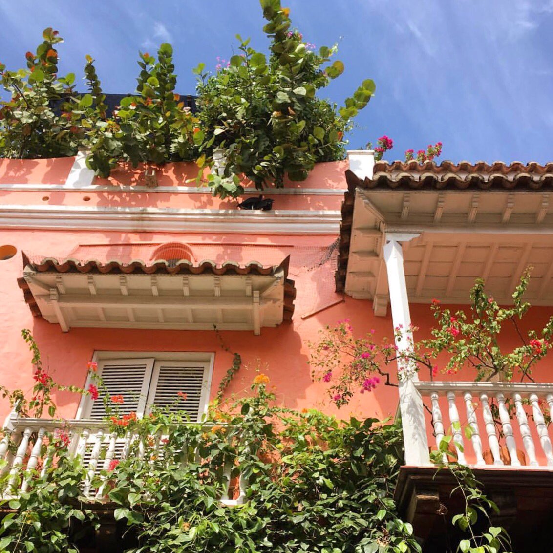 natabernalnb's tweet photo. Balcones 🏡🍃😍 https://t.co/L6W3kzukYx