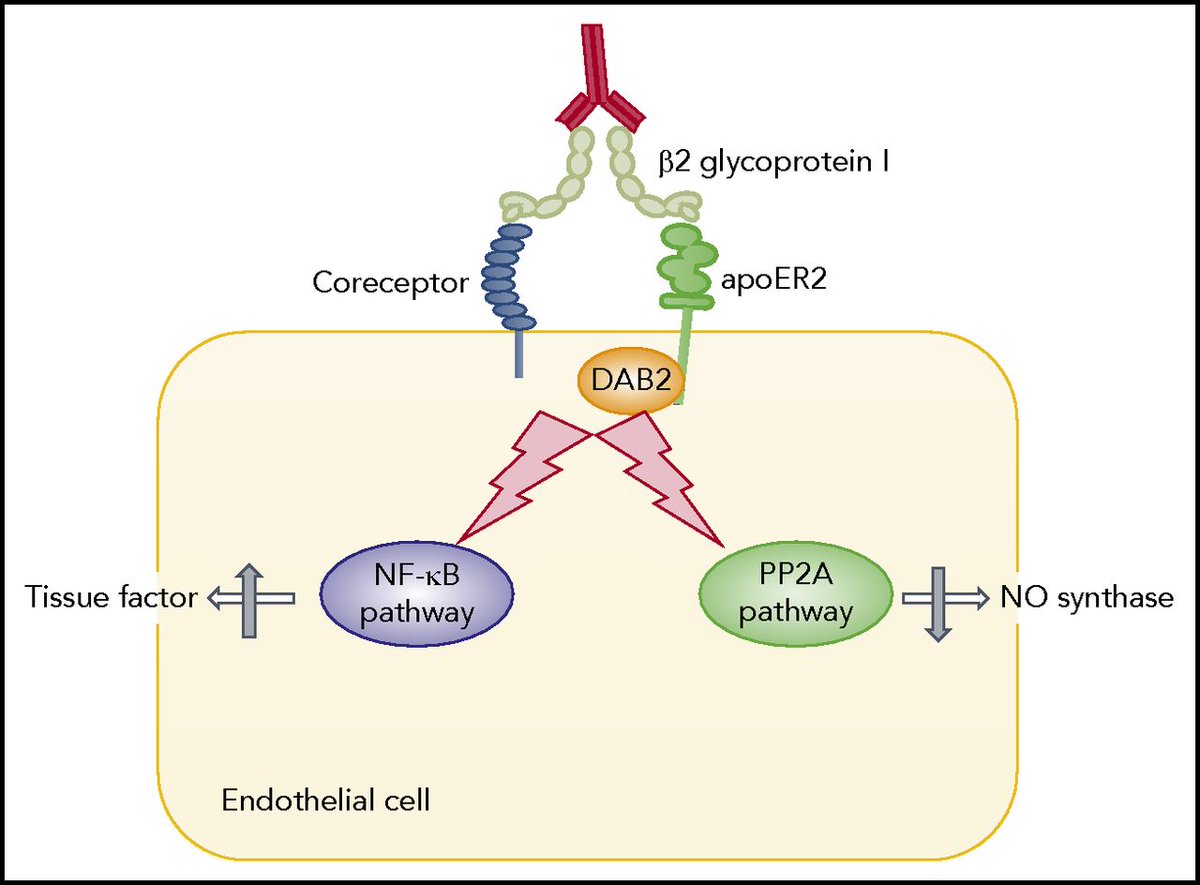 Synapse Research Institute tweet media