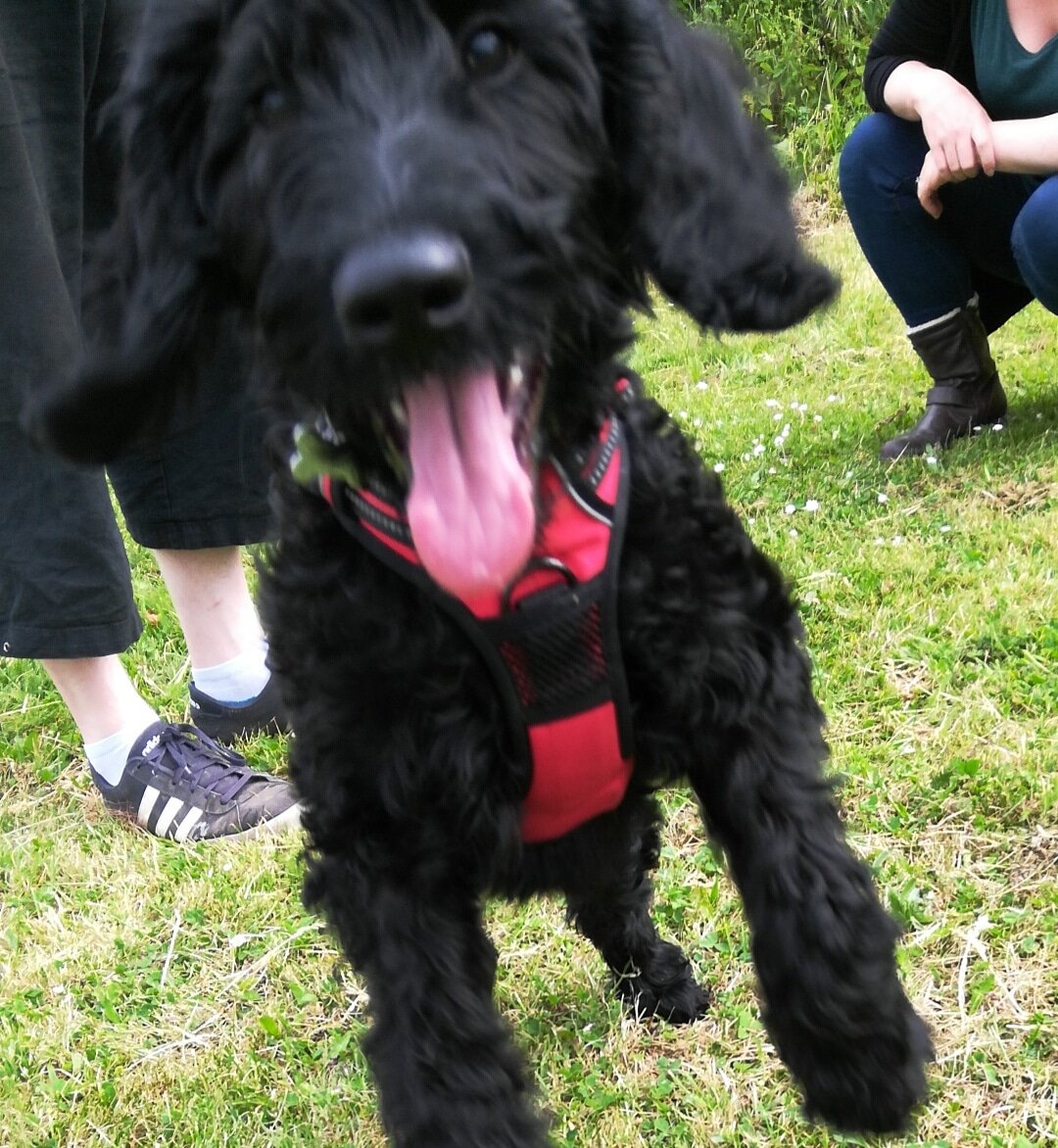 LydiaDogtrainer's tweet photo. Lovely friendly Luna #cutepuppies #labradoodle #labradoodlepuppies, #puppytraining #dogtraining #dogtrainer https://t.co/QLcbwyrYYH