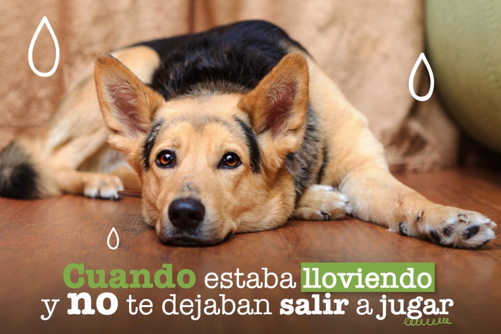 mimascotayyomx's tweet image. A todos nos pasó y aún no lo podemos superar. #HumorPerruno