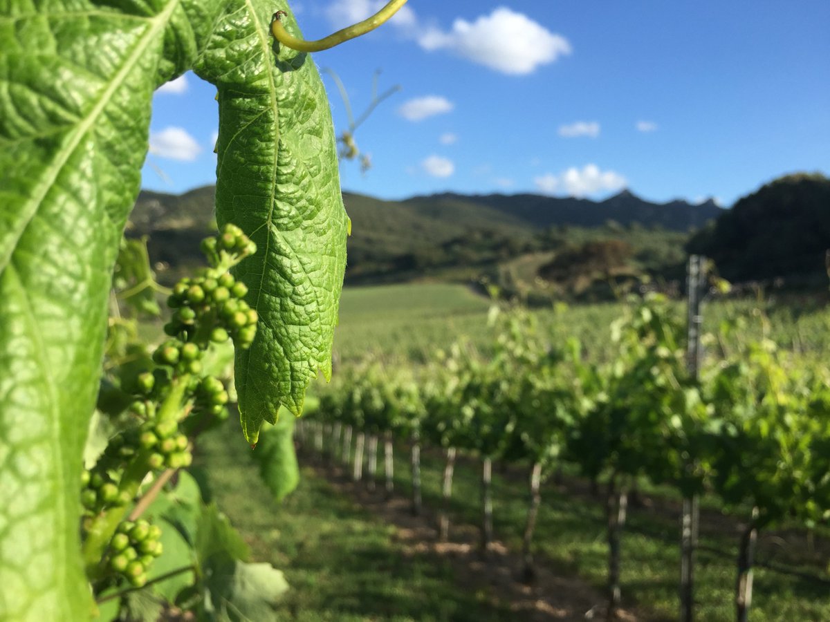 Siddurasrl's tweet photo. La Sardegna, una terra selvaggia e meravigliosa. Madre dei nostri vini. 
Tutto ha origine qui 
#winecountry #wine #nature #Sardegna https://t.co/UU82hE9sw0