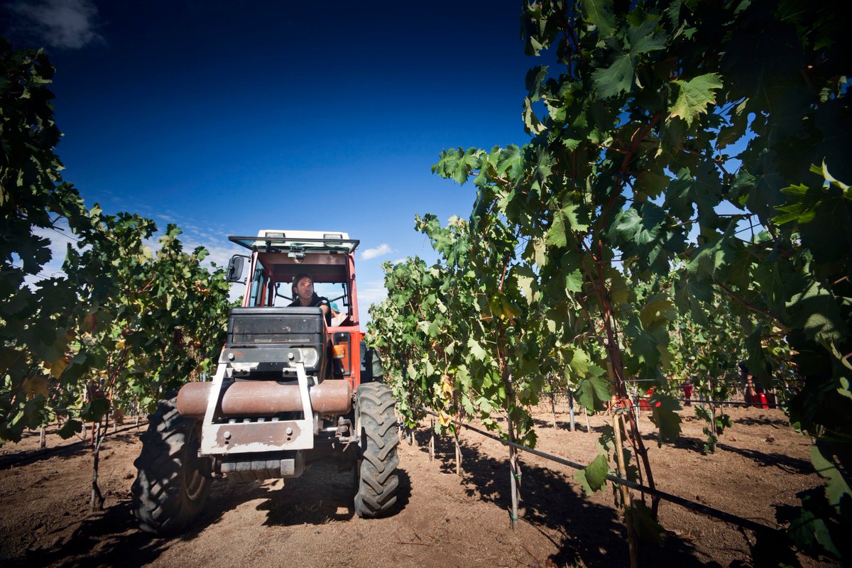 Siddurasrl's tweet photo. La Sardegna, una terra selvaggia e meravigliosa. Madre dei nostri vini. 
Tutto ha origine qui 
#winecountry #wine #nature #Sardegna https://t.co/UU82hE9sw0