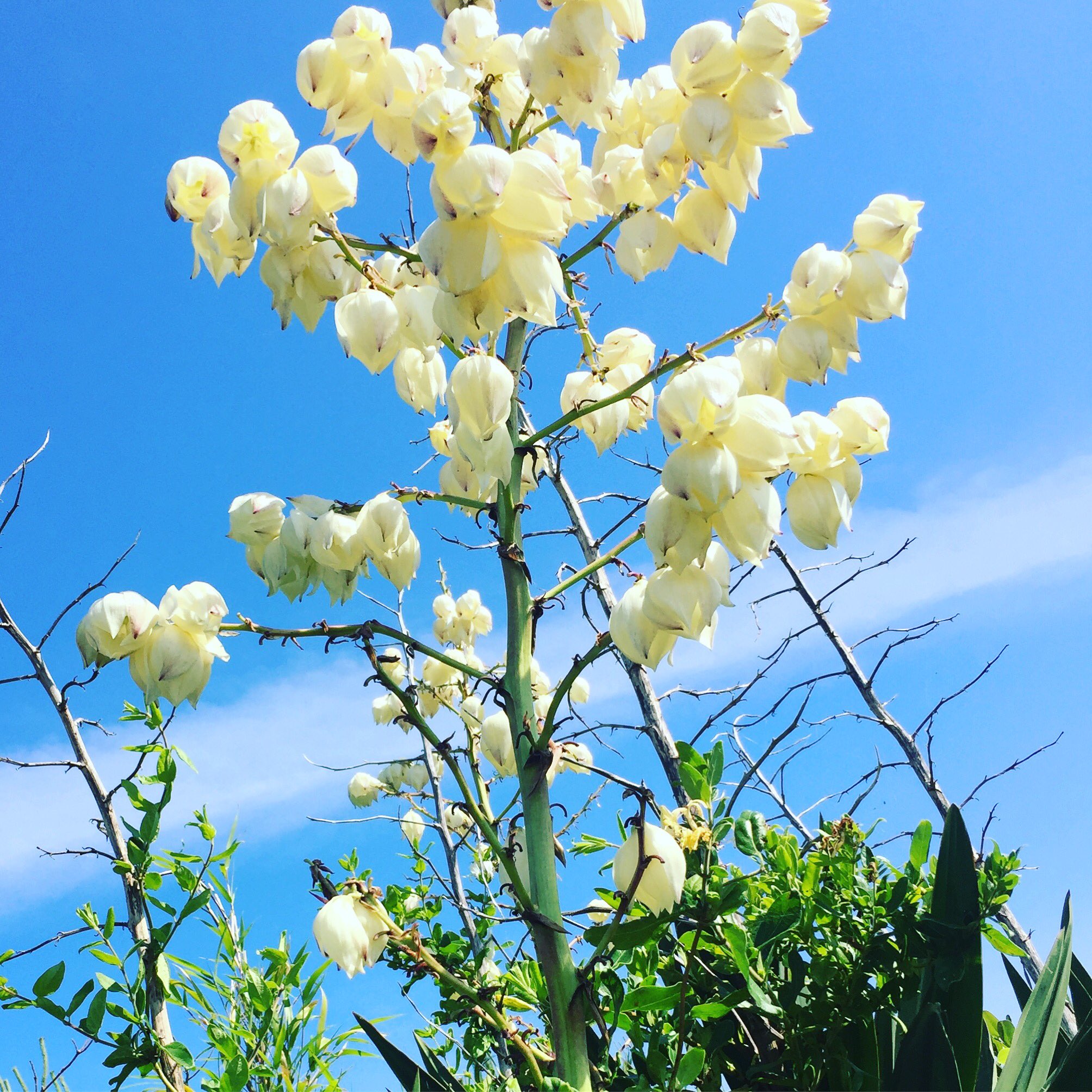 Twitter 上的 池ポチャ野郎 剣のような形で細く尖った葉で特徴 ユッカ 青年の木 花言葉 勇壮 偉大 白い丸い花 花 お祝いの花 T Co 7rmrhn85jx Twitter