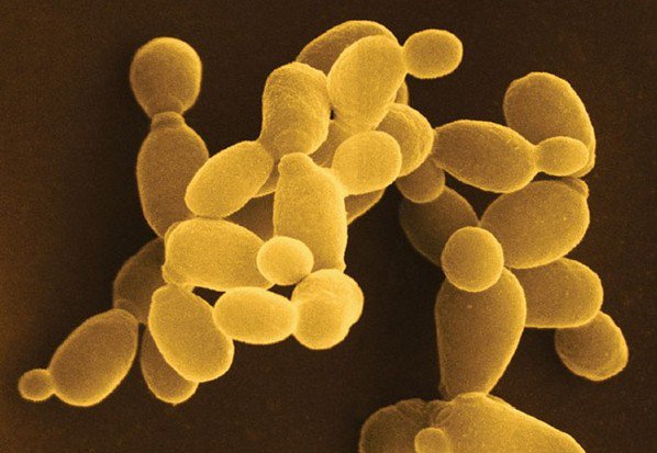 Дрожжи в биотехнологии. Одноклеточные дрожжи. Дрожжи Saccharomyces. Одноклеточные грибы дрожжи. Осмофильные дрожжи.