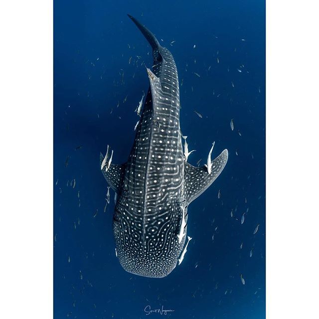 SaksitWongwasin's tweet photo. Ty Photography Facebook Page: https://t.co/9DfpTHzfCb #PanuneeYacht #Cenderawasih #Nabire #Wonderfulindonesia #WhaleShark #Bagan #SSMP #SeaStudio #Underwater #ScubaDiving
#Prodiveimaging #XAdventurer #XAdventurerM6000 #UWVideoLight
Prodive Ima… https://t.co/zt0wVbVzbx