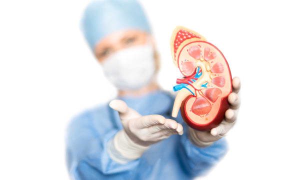 MedNumbers's tweet image. ١٨٠ لتر تصفى يوميا بواسطة الكليتين.
بأعتبار أن الشخص يملك ٧ لتر من الدم فإن الدم يصفى ٢٥ مره في اليوم الواحد . 

#أرقام_طبية