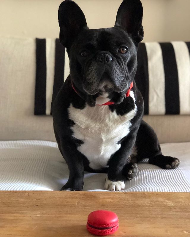 BeDogMyFriend's tweet photo. Os estaréis preguntando si sigo castigado..bueno,parece que se le empieza a olvidar,aunque la humana es rencorosa...ahora estamos haciendo pruebas de obediencia 🙄Galleta no tocar...
.
#obedienciacanina #soyunsanto #styledog #frenchielife #cooldog #do… https://t.co/rAKVcMfuDS https://t.co/xQBJjw5yEW