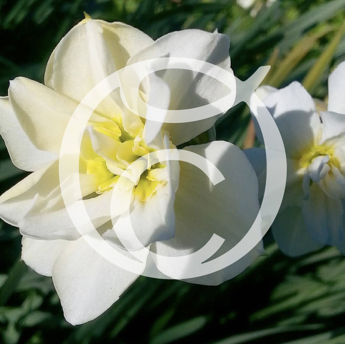 Lumière sur l’Extrait de Narcisse obtenu à partir du bulbe de la plante. 

Une plante aux vertus exceptionnelles à retrouver dans la Crème aux Cellules Native et Extraits Végétaux.