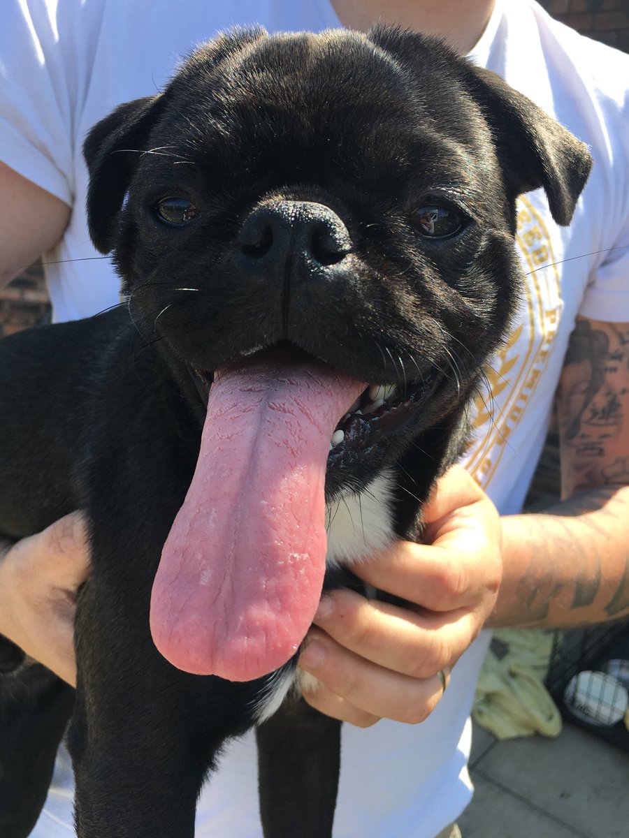 CaitlynLKing's tweet photo. I am sat crying king is back!! He was found over at gracemount a man helped us. He has obviously been let out by whoever took him but im so bloody happy he is back. My babyππ https://t.co/nWyDEZ74Cd