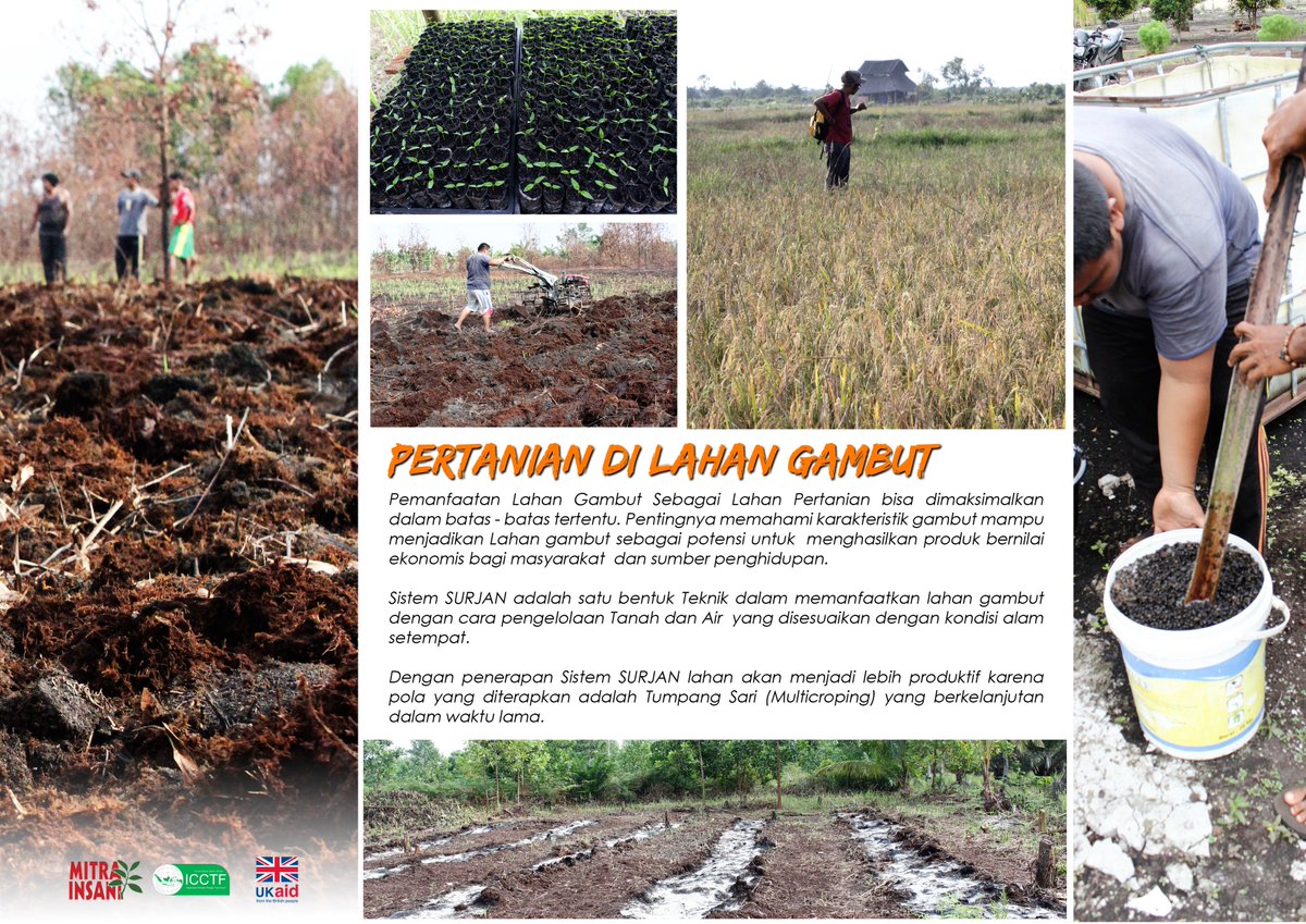 Pertanian dilahan gambut tanpa bakar #mitigasiperubahaniklim #ymi #mitgasiberbasislahan # icctf #peatland #Sustainability