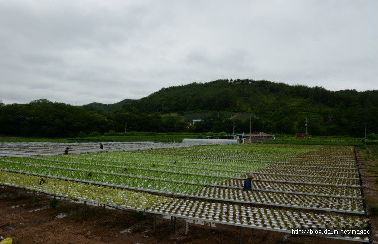 AtfsLab's tweet photo. #ATFS’s New #Partner, Farm1st - ATFS and Farm1st’s first goal is to gather data and thereafter start expanding the outdoor NFT farms in Korean regional work to other nations as our first step into the #smart farming industry.

>> https://t.co/8NyHAPh68I https://t.co/fnO6IgPJFg