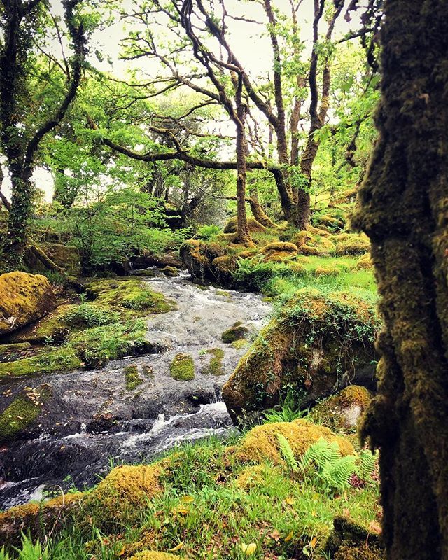 farmerpaula's tweet photo. Magical woods. Tumbling water. Mosses. Bluebells. #dartmoor #bankholiday #exploring #ancientlandscape #specialenvironment https://t.co/2ciNaMblVF https://t.co/hjeFj71Ps1
