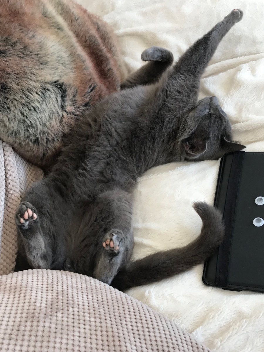 IsabelBathurst's tweet photo. #streeeetch https://t.co/Qie8dyQFOw