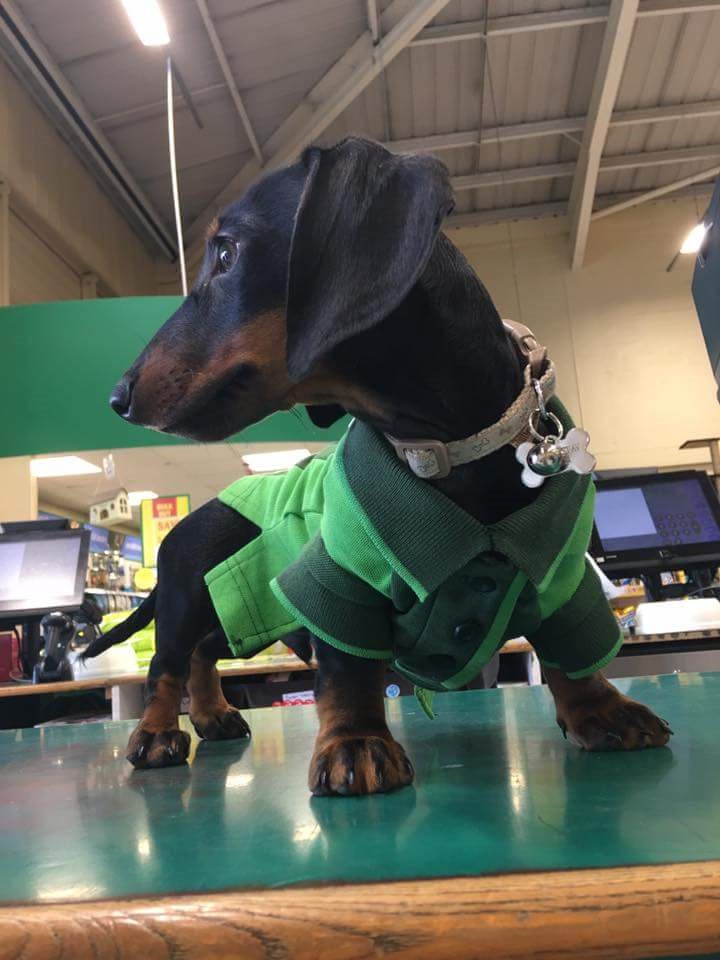 pets at home castle marina