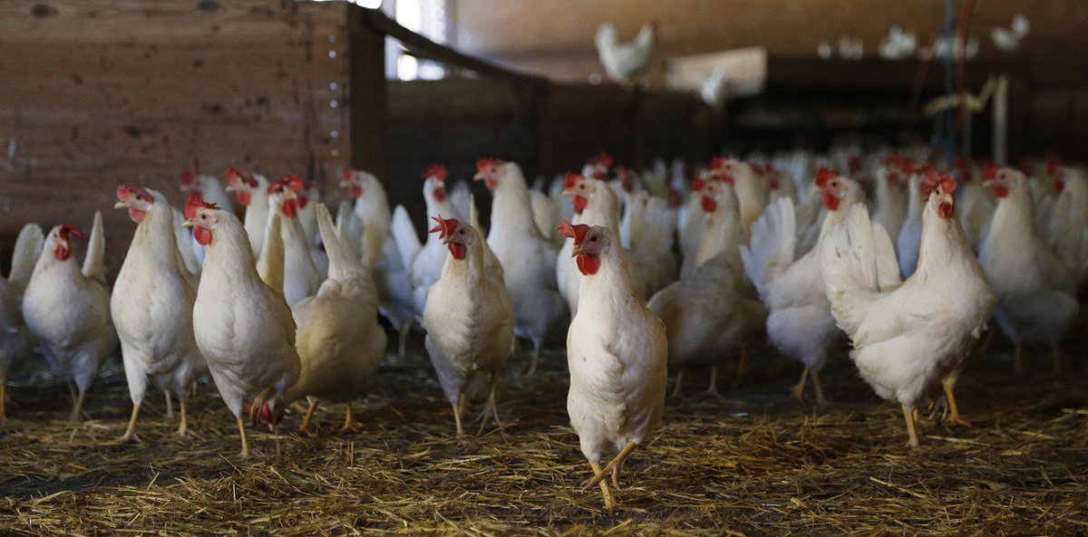 🐔 Ground-breaking research leads to change to EU law as Low Atmospheric Pressure Stunning (LAPS) is proven to be a humane method for the pre-slaughter stunning of broiler #chickens #animalwelfare #animalscience  ow.ly/gwD130kbB5P