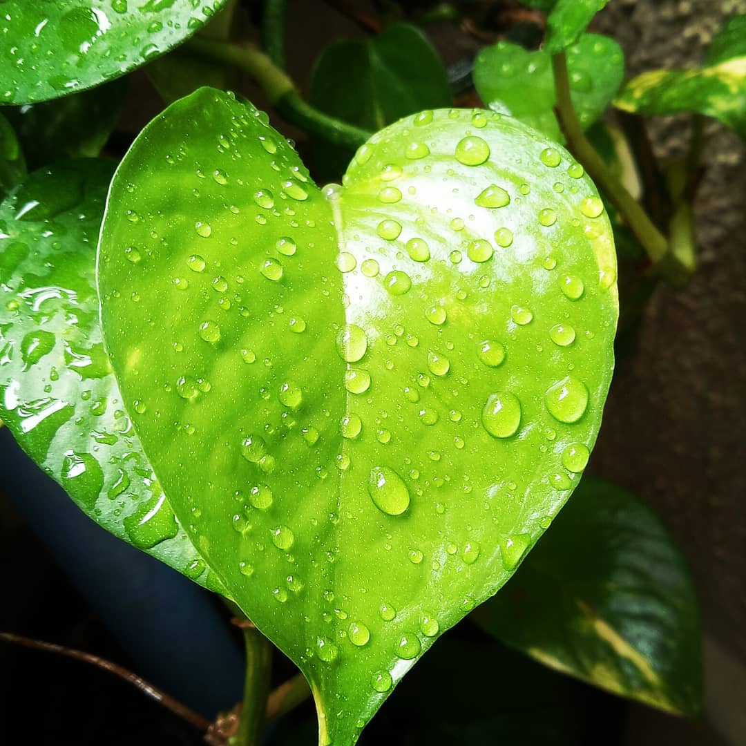 CelebratingE's tweet photo. #leaves #nature #naturelovers #Pune #wateronleaf #water #nature #amazingphoto #photography #photographer #lovefornature #greenery #beetleleaf #moneyplantleaf https://t.co/P9LKXh7LmW