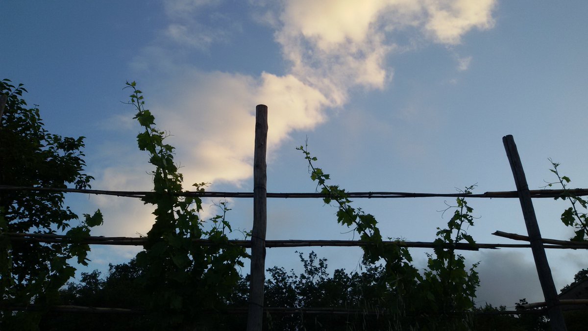 cantine_luca's tweet photo. living in a #wineyard https://t.co/LWRAVSddGU