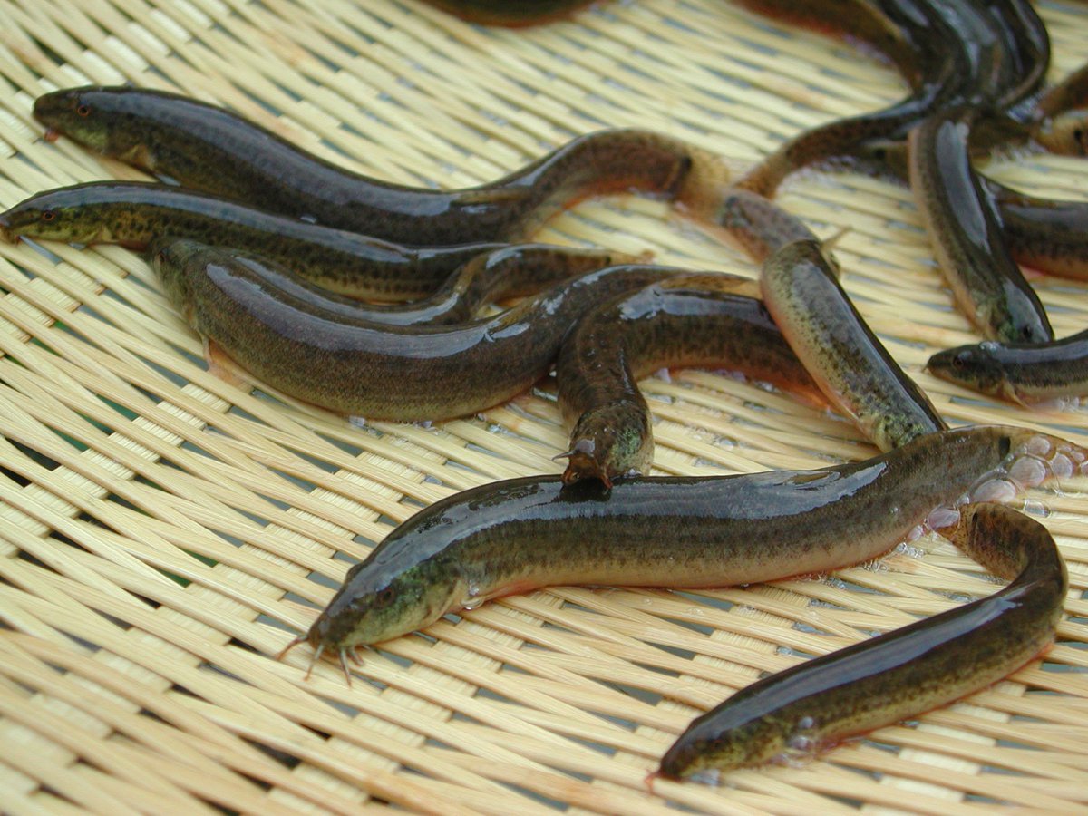 ほのみ Tiamat ナマズオがあまりに可愛らしいからリアルで ナマズ を飼育しようかなって思って色々調べてみたんだけど なんか大きさ が想像してたのよりはるかにでかくてビビったのと同時に 私の頭の中で どじょう と ナマズ の見た目 サイズ を