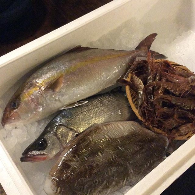 こあら中野新橋 こあらオープン 本日も美味しい鮮魚仕入れましたよ 天然カンパチにヒラスズキ モンゴウイカにガスエビ 特にガスエビはおすすめですよ 売り切れ御免 でわでわお待ちしておりまーす 中野新橋 こあら 山形 居酒屋 鮮魚