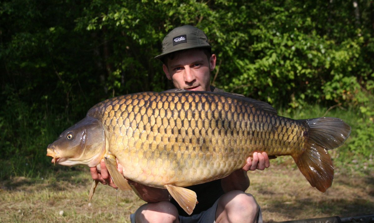 krisjenx123's tweet photo. Biggest of 6 fish from last weeks 24hr at white springs fishery a fish known as (sonny) at 35lb. Burton bait rollers banoffe pop ups fished off ronnie rigs made up using the RM-Tec curve shank #4 and bartons leads 3.5oz inline leads #Burtonbaitrollers #Ridgemonkey #Bartonsleads https://t.co/LB3mUOVoPx