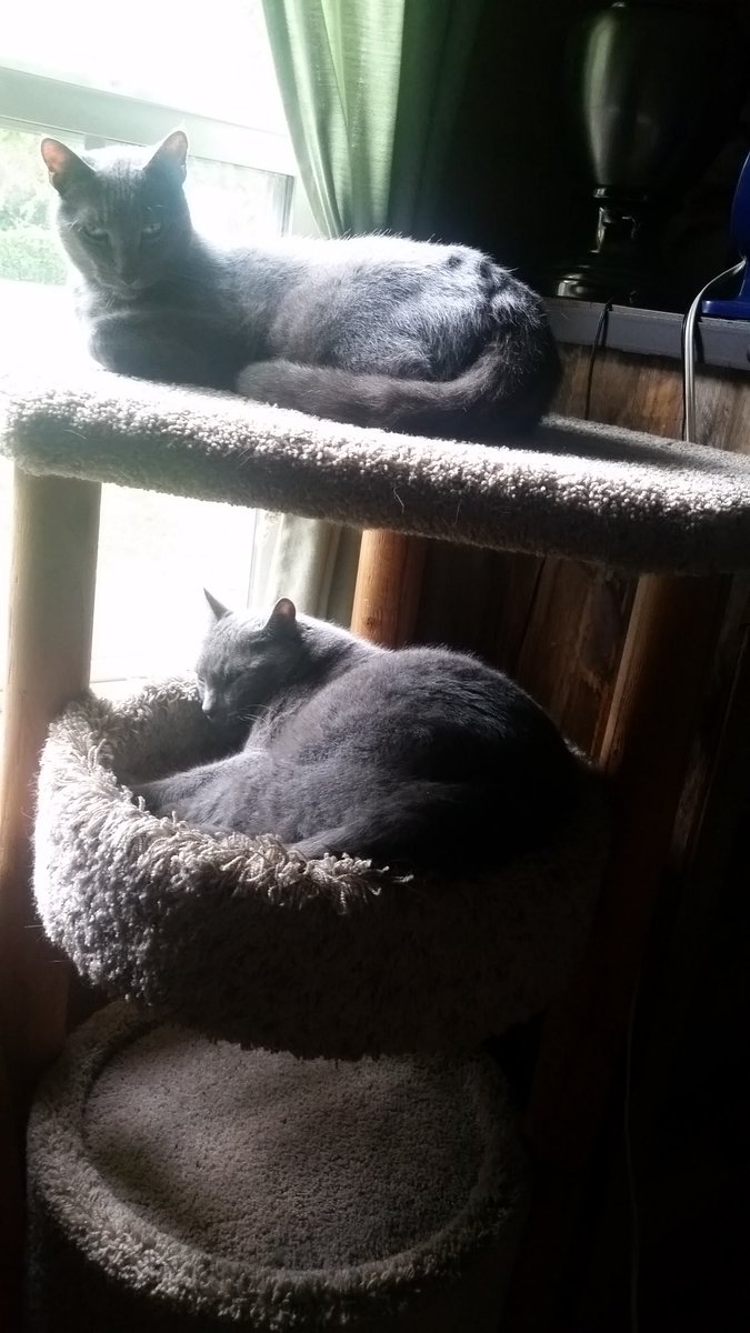 Blutospin's tweet photo. we gotz #angryLoaf on da top shelf. (for da hardkore fanz)😸 Under it iz da #fatBread ,slightly musty, but deelushous! 👅🍞 #kittyloafmonday @ZombieSquadHQ @GregariousGus @Mygreatredmare @PicklesBottom @Aki_and_Kari @timhoyt14 @TheRealOtisFuzz @3coolkatz @MillieOTLFP @Pixie_Tooth https://t.co/LQzij03wHs